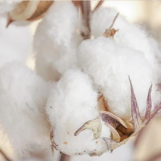 新疆长绒棉 手工棉花卷 500g*2卷(约90*200cm) 商品图1