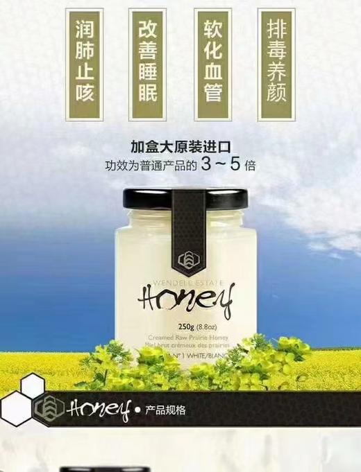 加拿大原产白蜜 原蜜 获多项国际大赛金奖 一年只产一次 粘稠香甜 无任何添加 原装进口 包邮 |百里食 商品图6