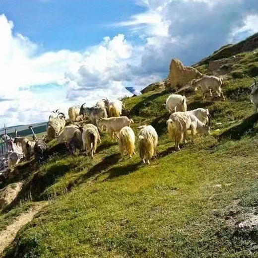 【郭兴大生羊肉】新疆巴什拜羔羊/羊肉带皮带骨 商品图10