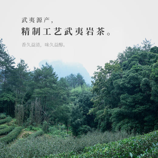 【观山社】正岩素心兰50g 商品图4