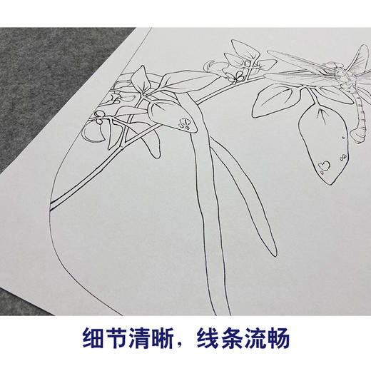 【大彩图】工笔画白描底稿宫扇小品《临宋豆花蜻蜓图》临摹勾线花鸟线稿K056 商品图4