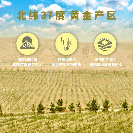 GYH-有机枸杞原浆30mlx10袋 商品图3