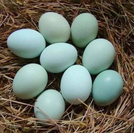 长顺绿壳鸡蛋