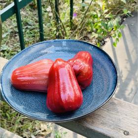 泰国黑金刚莲雾| 泰国黑金刚莲雾；树上的矿泉水，状似摇铃，果皮色泽诱人，果肉水灵剔透，口感清脆甘甜，水分超多，每一口都像在饮佳酿~