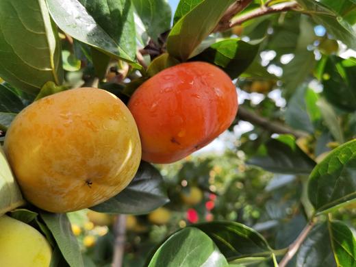 云南·保山次郎脆柿 商品图4