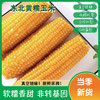 东北白糯玉米/黄糯玉米/黑糯玉米，真空锁鲜，颗粒饱满，香黏软糯，老少皆宜，特别适合身材管理期人群，全国包邮 商品缩略图0