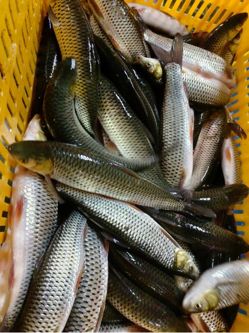 纯野生赤眼红尊鱼三斤 商品图0