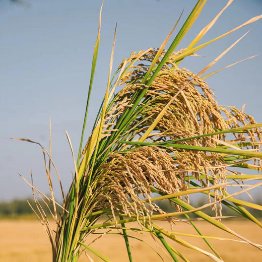 【新疆沙漠富硒大米寿司米】 天山雪水灌溉 190天生长期  80%的胚芽保留率 商品图5
