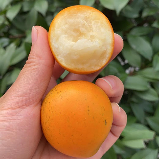 脆蜜金柑 大果 商品图1