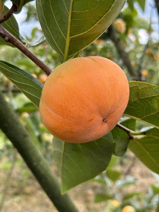 云南·保山次郎脆柿 商品图3