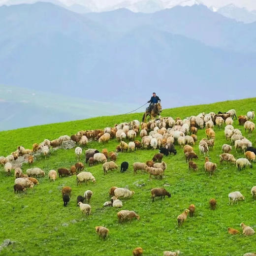 【郭兴大生羊肉】新疆巴什拜羔羊/羊肉带皮带骨 商品图7