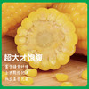 东北白糯玉米/黄糯玉米/黑糯玉米，真空锁鲜，颗粒饱满，香黏软糯，老少皆宜，特别适合身材管理期人群，全国包邮 商品缩略图3