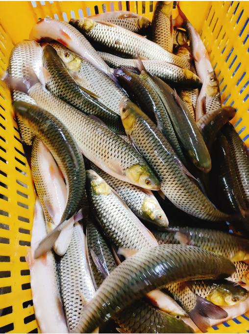 纯野生赤眼红尊鱼三斤 商品图2