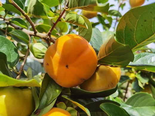 云南·保山次郎脆柿 商品图5