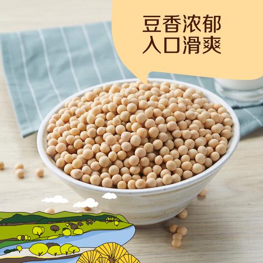 中粮初萃 豆浆黄大豆1kg五谷杂粮东北黄大豆 商品图4