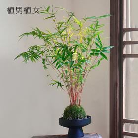 【新品】盘点那些造型与众不同的植物....