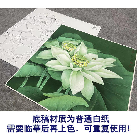 【大彩图】李晓明工笔画白描底稿斗方小品《凝碧》荷花临摹勾线花鸟线稿K091 商品图3