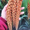 生态红谷子小米 | 合作生产 * Ecological millet | Coproduction 商品缩略图3