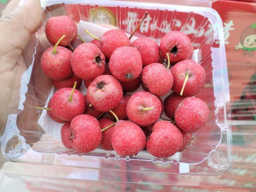 高山甜山楂 开胃解腻 酸酸甜甜甜糯 奶油口感 细腻丝滑的果肉 美妙甜蜜 来自天然 品味自然 与你分享这一刻——爱楂咋地！2.4斤/箱，6盒/箱 商品图1