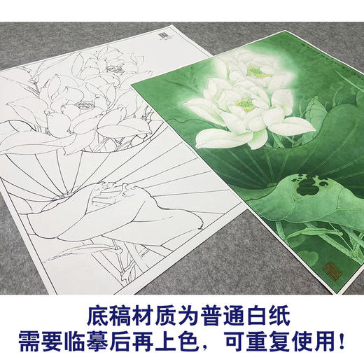 【大彩图】李晓明工笔画白描底稿斗方小品《圣洁之花》白荷临摹勾线花花鸟线稿K093 商品图3