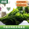 【39.9元4袋】新鲜羽衣甘蓝嫩叶  中国农科院农场直发 预售一周发货 125g*4袋 商品缩略图1