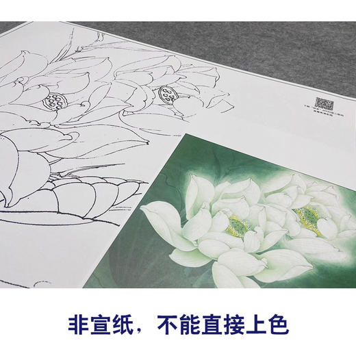 【大彩图】李晓明工笔画白描底稿斗方小品《圣洁之花》白荷临摹勾线花花鸟线稿K093 商品图2
