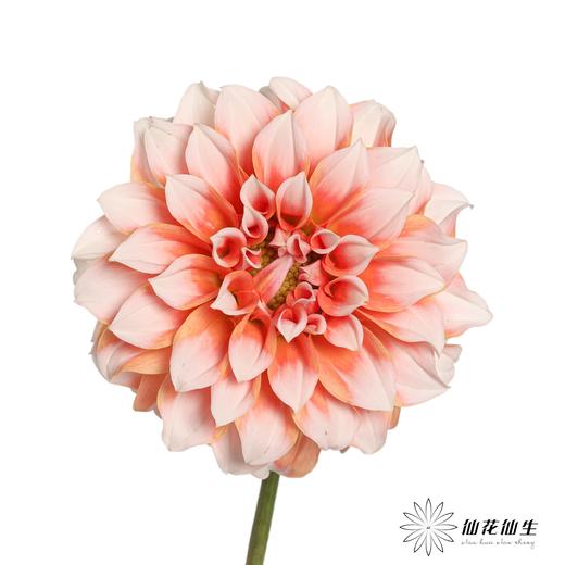 配花 | 大丽花奶油桃子【两扎起可单独打包，品种可混搭】 商品图2