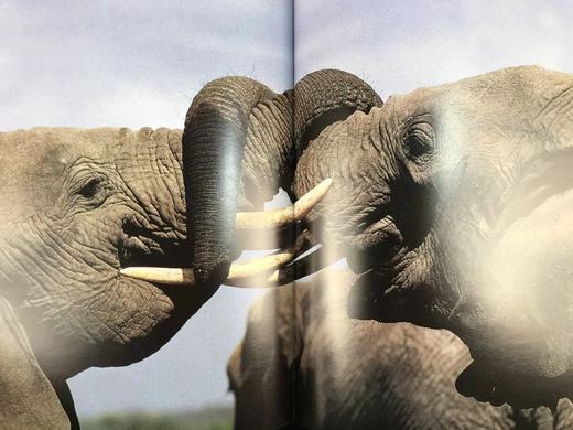 非洲大象图集 128页彩色插图 精装8开 商品图8