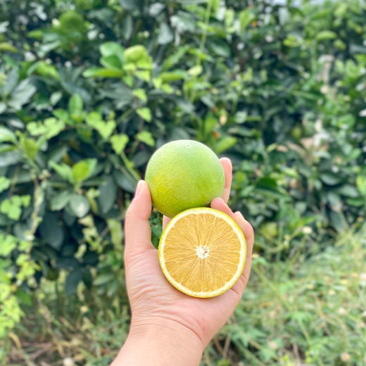 【橙意满满】云南冰糖橙 清甜细嫩 3斤/5斤/9斤 商品图5