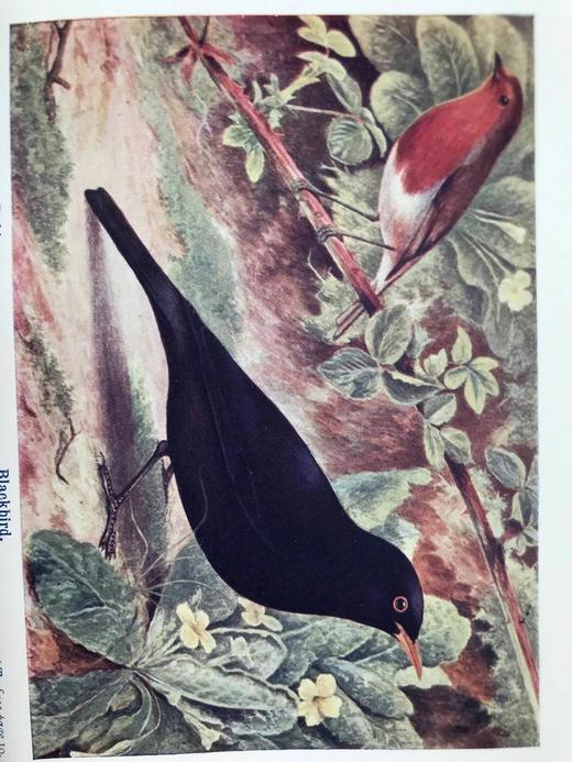 1910年 英国乡下常见鸟类手册 12幅彩色118幅黑白插图 漆布精装36开 商品图5