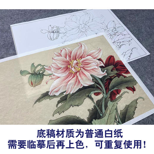 【大彩图】李晓明工笔画白描底稿小品《大丽菊》菊花临摹勾线花鸟线稿K102 商品图3