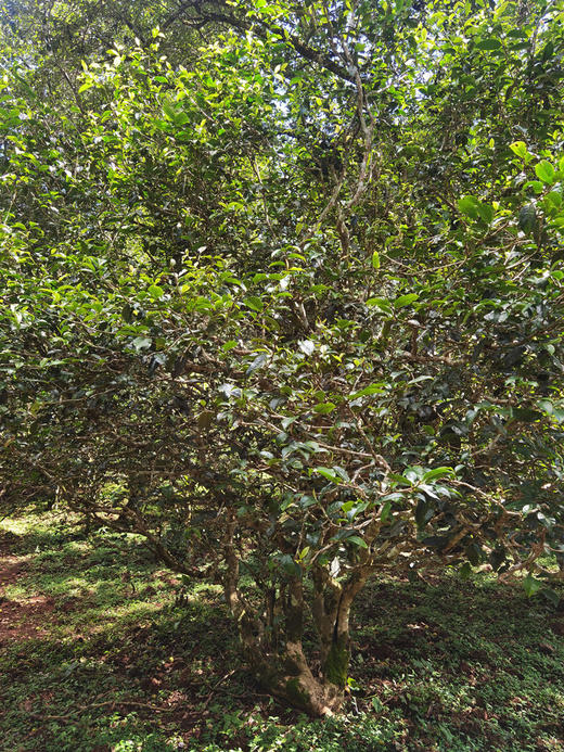 【灵犀】2015，复合花香、留住老景迈古树风韵，茶气挺拔、 商品图1