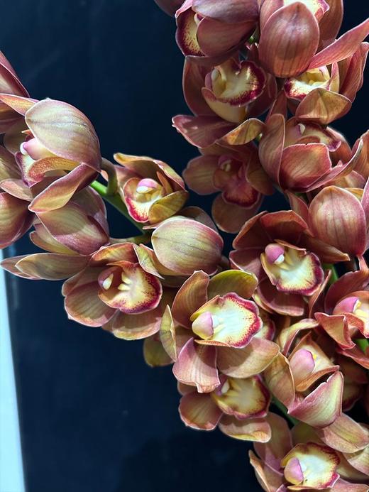 复古大花蕙兰鲜切花鲜花 商品图1