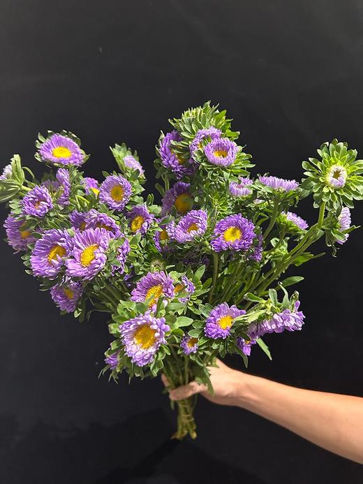 小翠菊鲜花一扎 商品图1