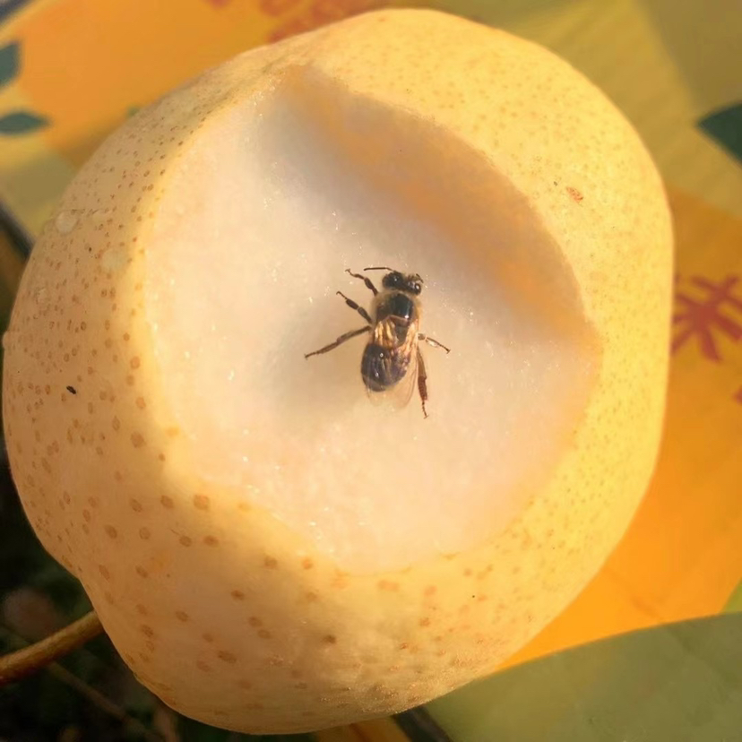 冰糖蜂蜜梨