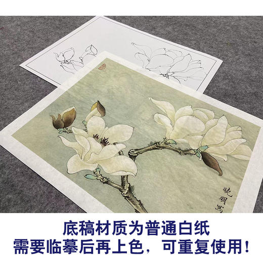 【大彩图】李晓明工笔画白描底稿小品《白玉兰》玉兰花临摹勾线花鸟线稿K101 商品图3