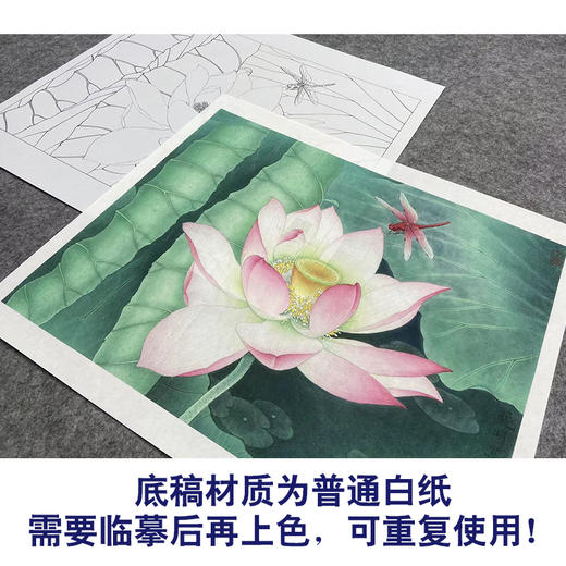 【大彩图】李晓明工笔画白描底稿小品《荷花蜻蜓》临摹勾线花鸟线稿K085 商品图3