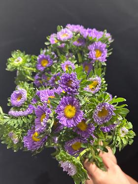 小翠菊鲜花一扎