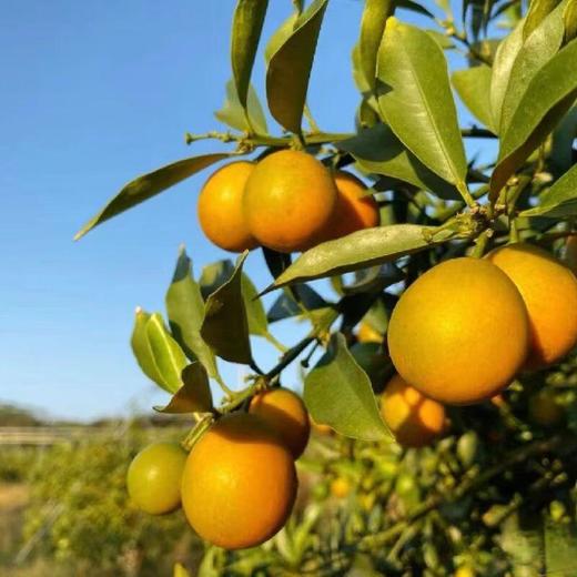 脆皮金桔约300g/盒 商品图1