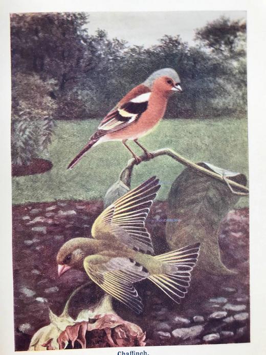 1910年 英国乡下常见鸟类手册 12幅彩色118幅黑白插图 漆布精装36开 商品图6