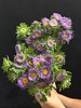 小翠菊鲜花一扎 商品缩略图2