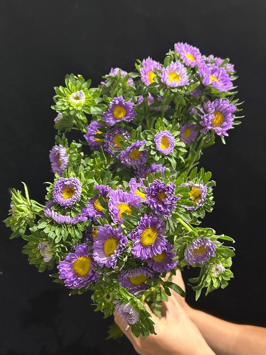小翠菊鲜花一扎 商品图2