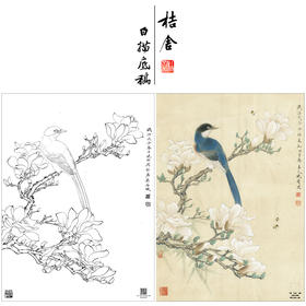 【大彩图】李晓明工笔画白描底稿《玉兰灰喜鹊》临摹勾线花鸟线稿K113