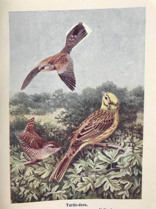 1910年 英国乡下常见鸟类手册 12幅彩色118幅黑白插图 漆布精装36开 商品图9