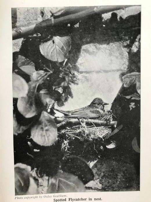 1910年 英国乡下常见鸟类手册 12幅彩色118幅黑白插图 漆布精装36开 商品图11