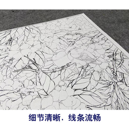 【大彩图】李晓明工笔画白描底稿《五月梨花赛春雪》梨花临摹勾线花鸟线稿K110 商品图4