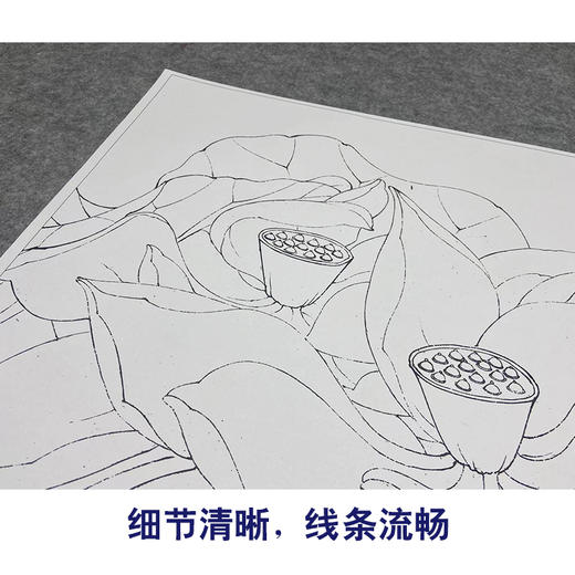 【大彩图】李晓明工笔画白描底稿斗方小品《凝碧》荷花临摹勾线花鸟线稿K091 商品图4