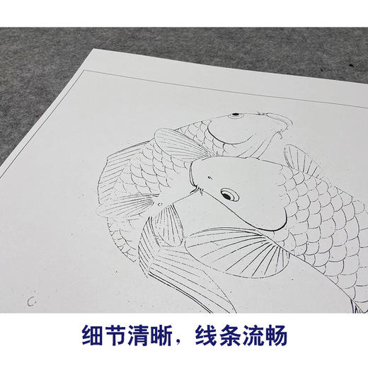 【大彩图】李晓明工笔画白描底稿斗方小品《鲤鱼》临摹勾线花鸟底稿K107 商品图4