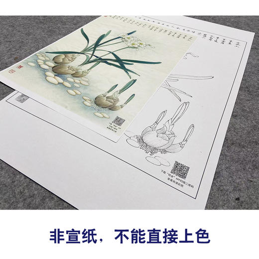 【大彩图】李晓明工笔画白描底稿小品《水仙花》临摹勾线花鸟线稿K108 商品图2