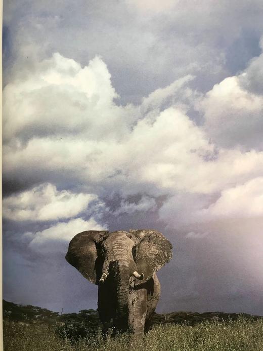 非洲大象图集 128页彩色插图 精装8开 商品图6